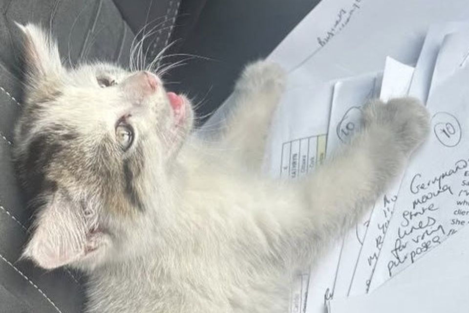 Rose the cat that was rescused on Friday by Rose of Tralee host Kathryn Thomas. 